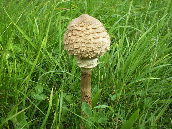 bedľa vysoká Macrolepiota procera (Scop.) Singer