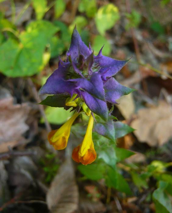 čermeľ hájny Melampyrum nemorosum L.