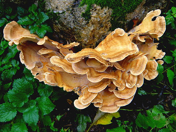 vejárovec obrovský Meripilus giganteus (Pers.) P. Karst.