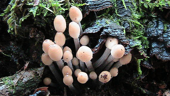 prilbička Mycena sp.