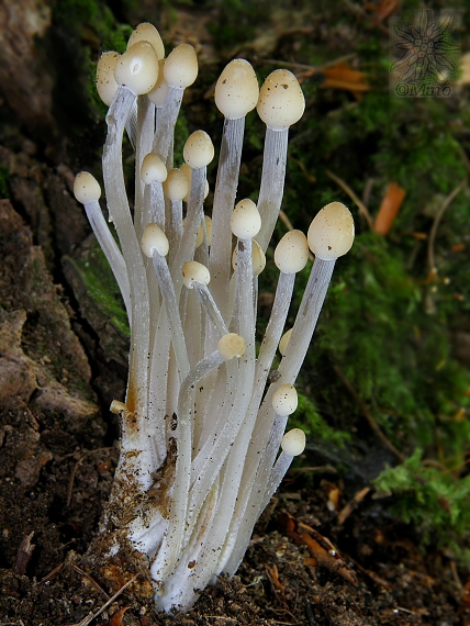 prilbička Mycena sp.