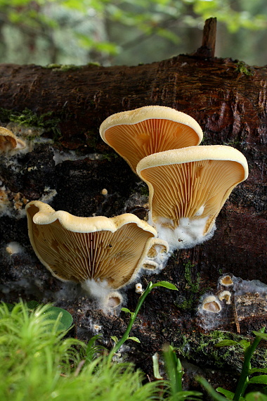 hlivník hniezdovitý Phyllotopsis nidulans (Pers.) Singer