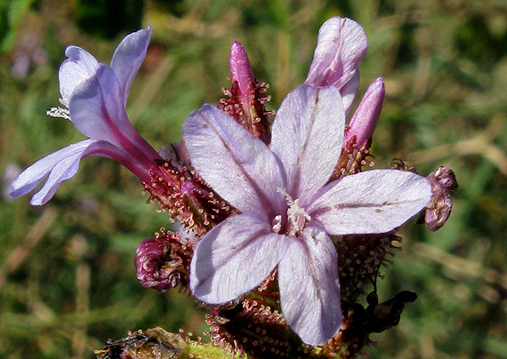 olovník Plumbago europaea