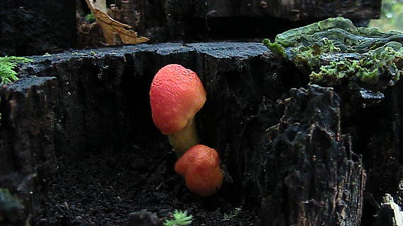 štítovka Pluteus sp.