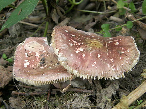 plávka jelšová Russula pumila Rouzeau & F. Massart