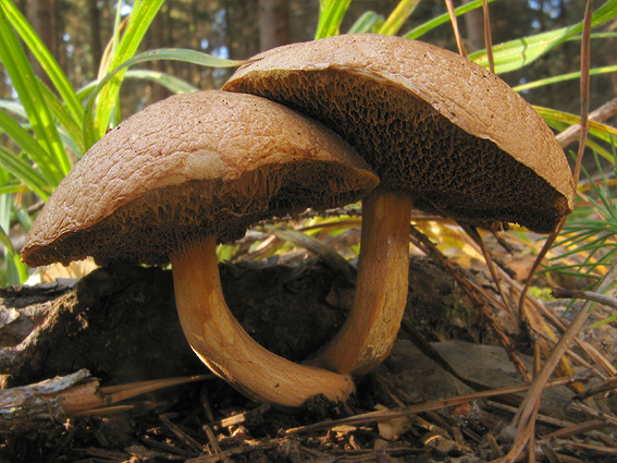 masliak kravský Suillus bovinus (Pers.) Roussel