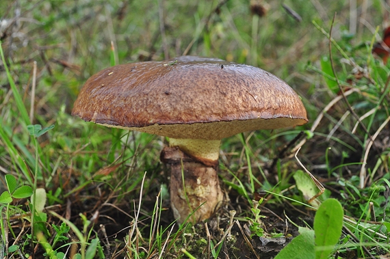 masliak obyčajný Suillus luteus (L.) Roussel