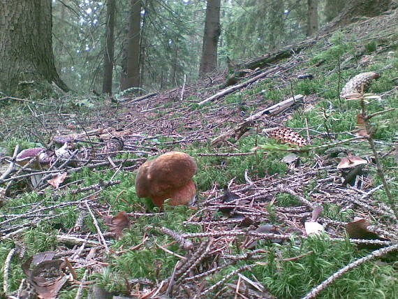 hríb zrnitohlúbikový Sutorius luridiformis (Rostk.) G. Wu & Zhu L. Yang