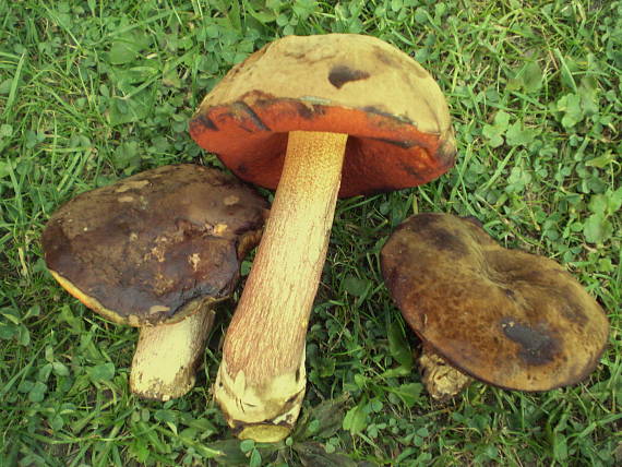 hríb zrnitohlúbikový Sutorius luridiformis (Rostk.) G. Wu & Zhu L. Yang