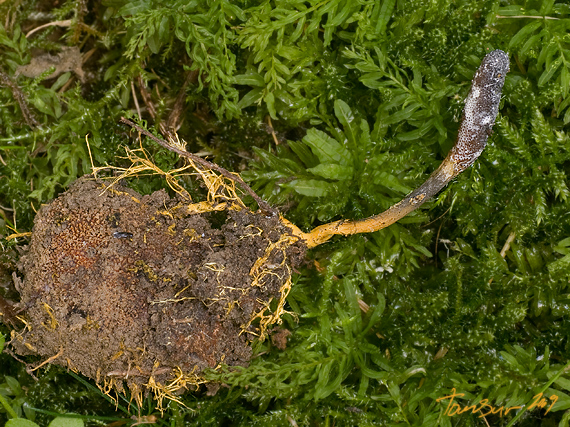 žezlovka srnková Tolypocladium ophioglossoides (J.F. Gmel.) Quandt, Kepler & Spatafora