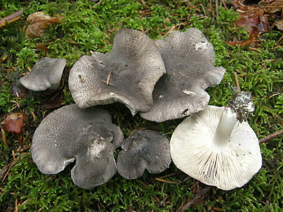 čírovka čiernošupinatá Tricholoma atrosquamosum Sacc.