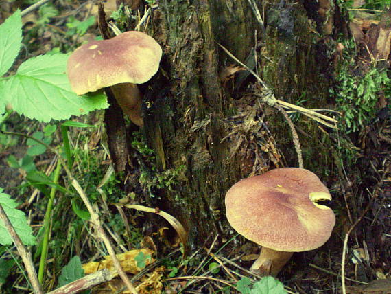 čírovec červenožltý Tricholomopsis rutilans (Schaeff.) Singer