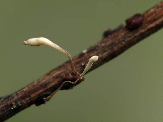 pálkovka   Typhula sp.