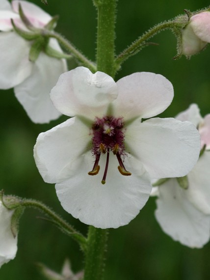 divozel švábový Verbascum blattaria L.