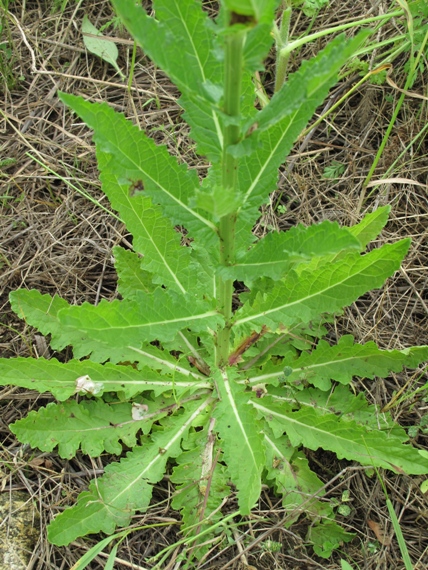 divozel švábový Verbascum blattaria L.