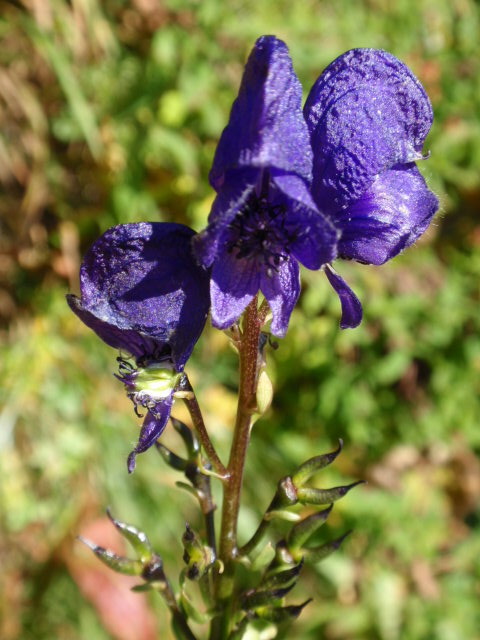 prilbica tuhá pravá Aconitum firmum subsp. firmum Rchb.