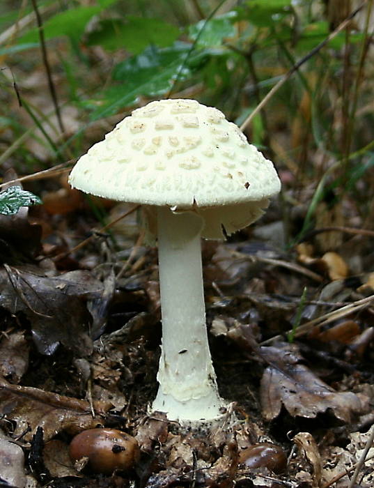 muchotrávka citrónovožltá Amanita citrina Pers.