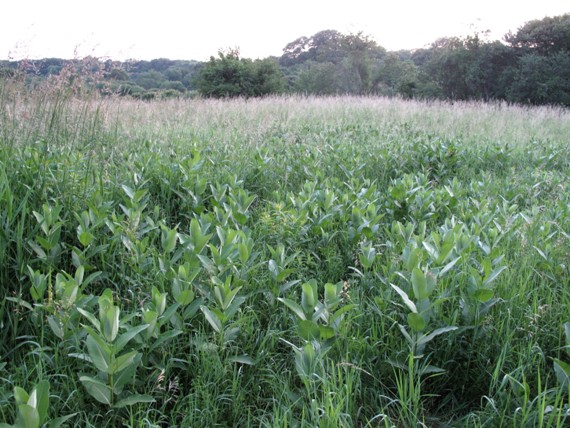 glejovka americká Asclepias syriaca L.