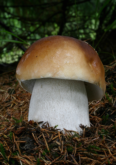 hríb smrekový Boletus edulis Bull.