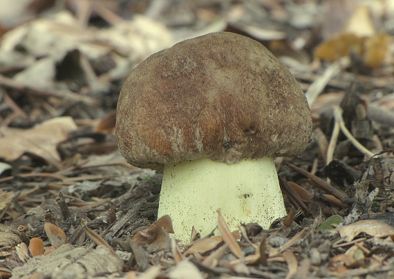 hríb príveskatý Butyriboletus appendiculatus (Schaeff. ex Fr.) Secr.