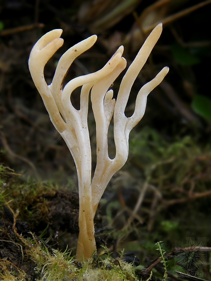 konárovka Clavulina sp.