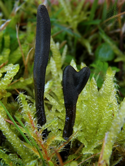 jazýček Glutinoglossum glutinosum (Pers.) Hustad, A.N. Mill, Dentinger & P.F. Cannon