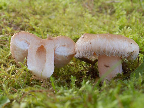 rýdzik kravský Lactarius torminosus (Schaeff.) Gray