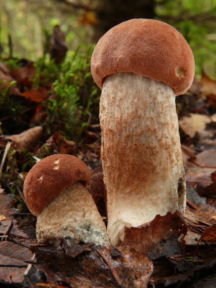 kozák dubový Leccinum aurantiacum (Bull.) Gray