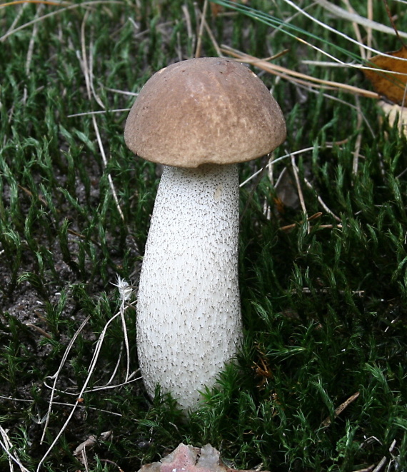 kozák brezový Leccinum scabrum (Bull.) Gray