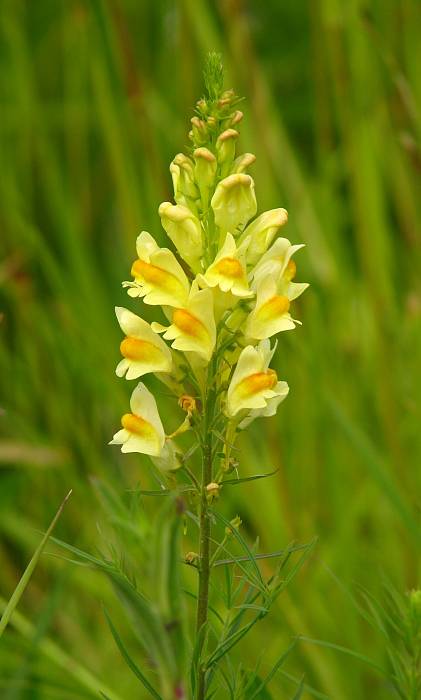 pyštek obyčajný Linaria vulgaris Mill.