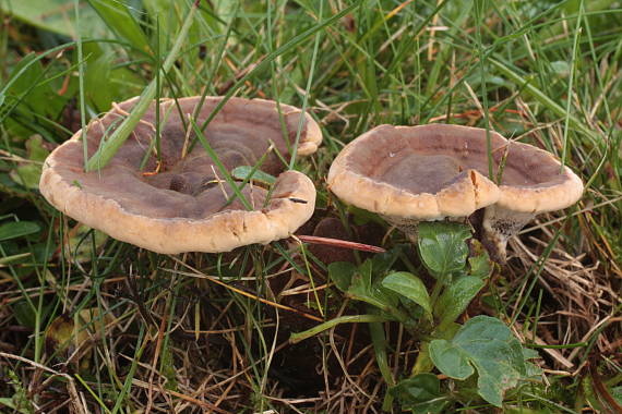 plstnačka obyčajná Onnia tomentosa (Fr.) P. Karst.