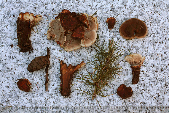 plstnačka obyčajná Onnia tomentosa (Fr.) P. Karst.