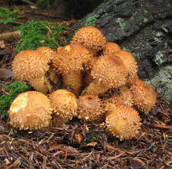 šupinovka šupinatá Pholiota squarrosa (Vahl) P. Kumm.