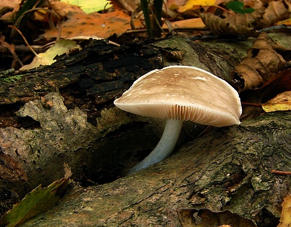 štítovka Pluteus sp.