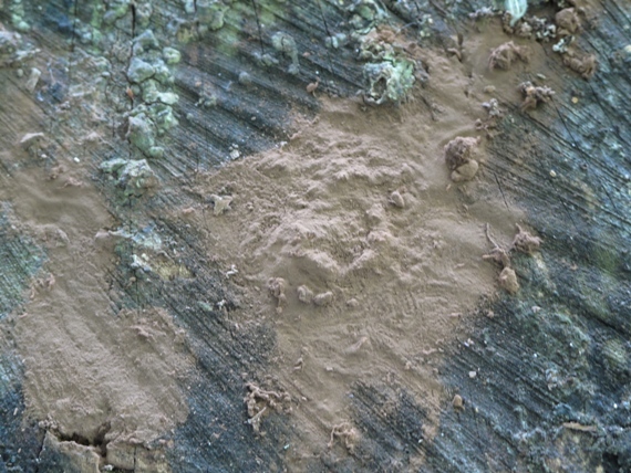 sieťnatka obyčajná Reticularia lycoperdon Bull.