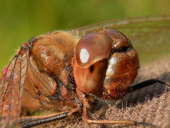 hádaj kto som? Sympetrum vulgatum?