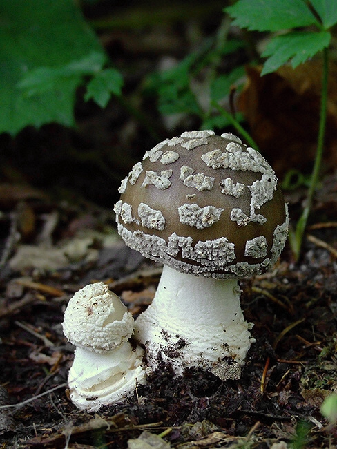 muchotrávka hrubá Amanita excelsa (Fr.) Bertill.