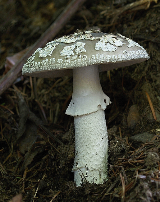 muchotrávka hrubá Amanita excelsa (Fr.) Bertill.