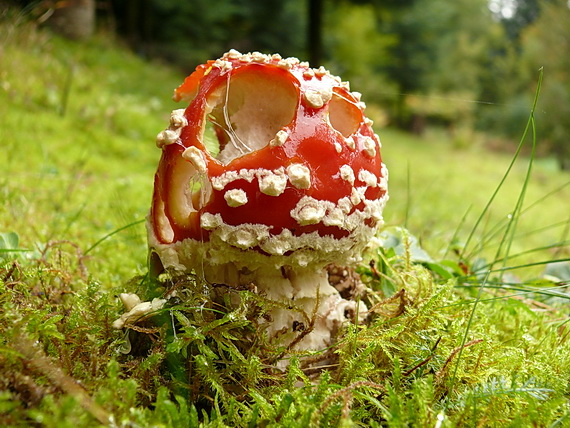 muchotrávka červená Amanita muscaria (L.) Lam.