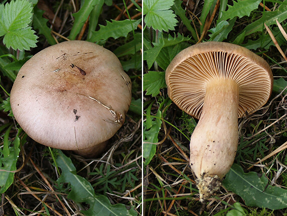 sliziak lepkavý Chroogomphus rutilus (Schaeff.) O.K. Mill.