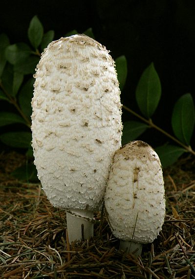 hnojník obyčajný Coprinus comatus (O.F. Müll.) Pers.