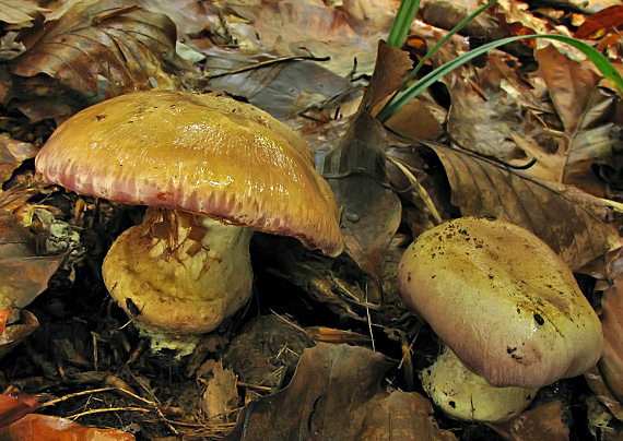 pavučinovec Cortinarius sp.