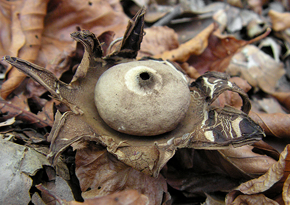 hviezdovka strapkatá Geastrum fimbriatum Fr.