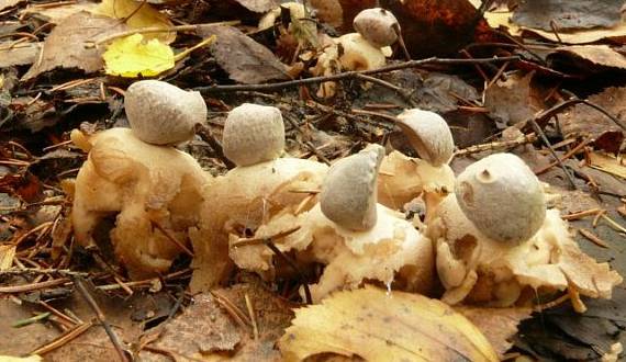 hvězdovka smrková - hviezdovka štvorcípová Geastrum quadrifidum  DC. ex Pers.