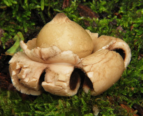 hviezdovka trojitá Geastrum triplex Jungh.