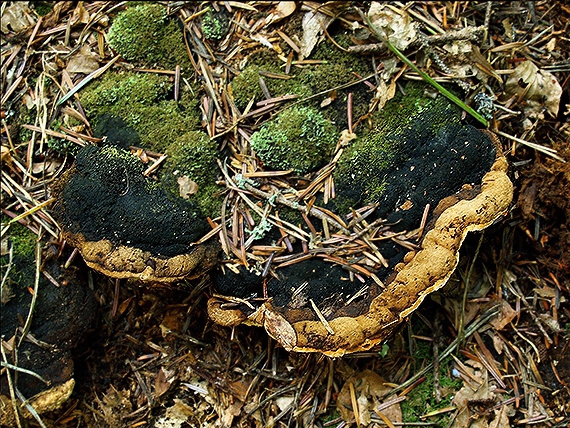 trámovka anízová Gloeophyllum odoratum (Wulfen) Imazeki