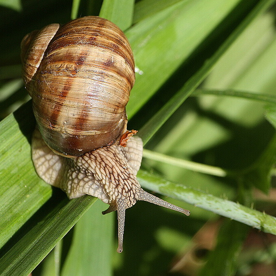 slimák záhradný Helix pomatia