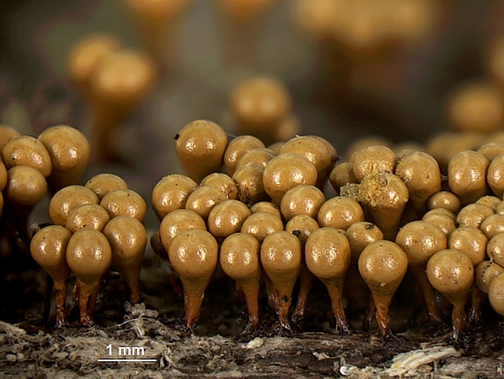 vlasovníčka kyjačikovitá - Vlásenka kyjovitá Hemitrichia clavata (Pers.) Rostaf.