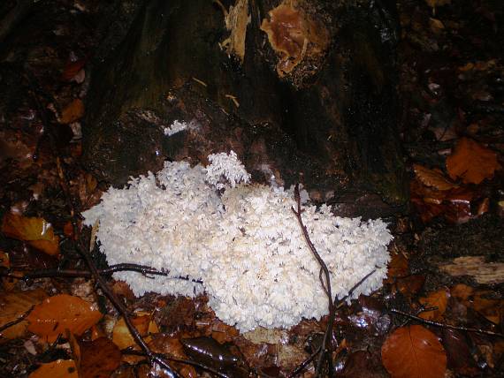 koralovec bukový? Hericium clathroides? (Pallas ex Fr.) Pers. 1797