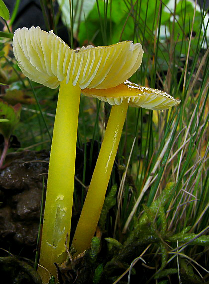 lúčnica citrónovožltá Hygrocybe chlorophana (Fr.) Wünsche